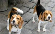 米格鲁猎犬的起源和历史