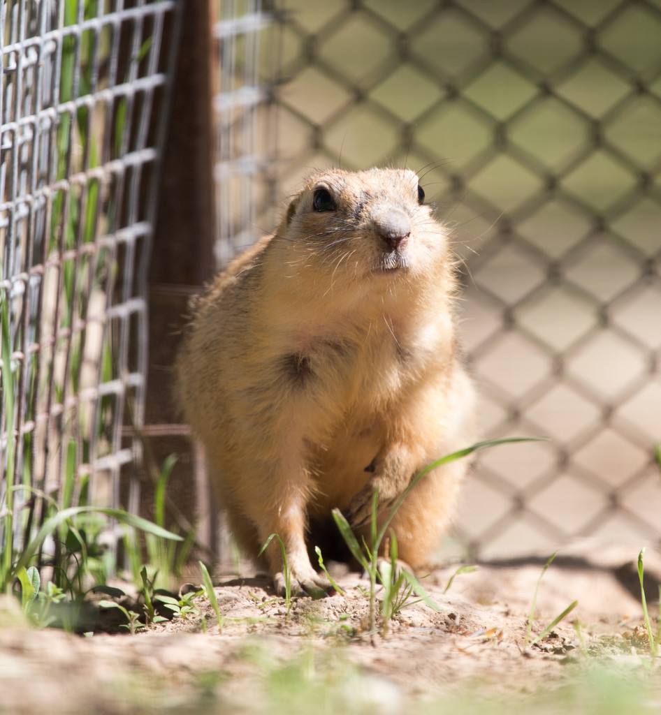 地鼠的寿命有多长