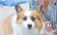 养巴色特犬注意事项