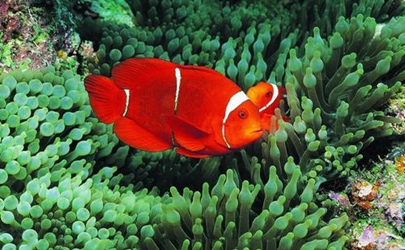 金边透红小丑鱼寿命多少年