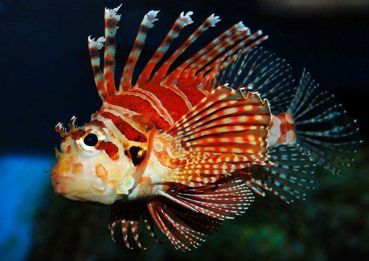 短须狮子鱼吃什么食物