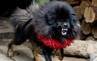 鬼獒喂养技巧指南