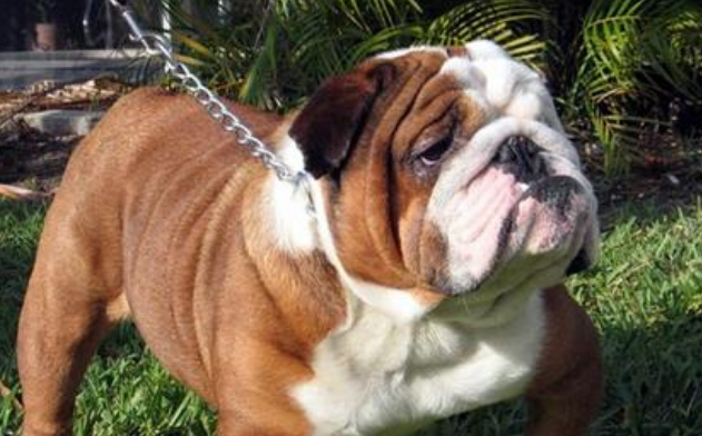 英国斗牛犬吃多了拉稀怎么办