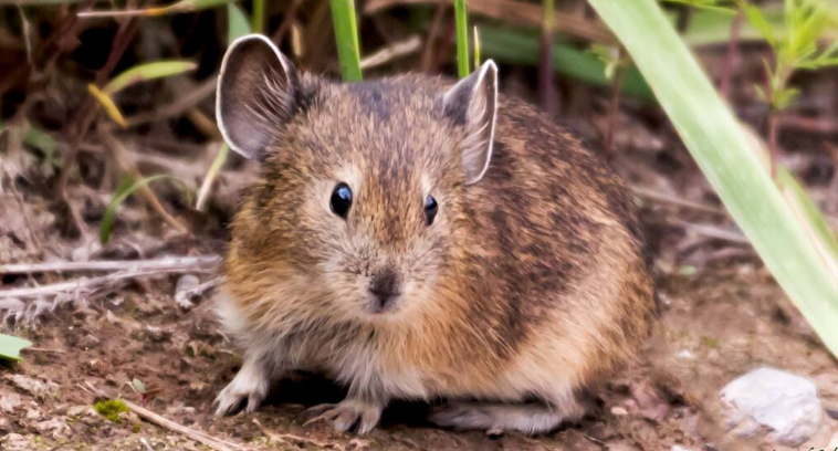 如何挑选红鼠兔