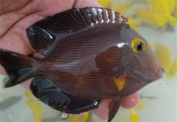 黄眼吊生病用什么药