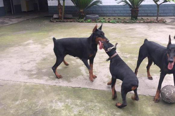 艾分杜宾犬训练有技巧吗