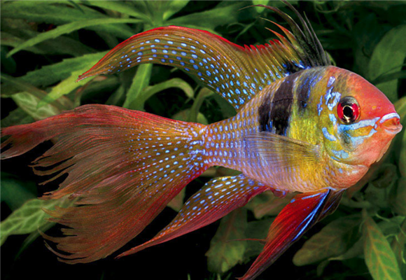 七彩凤凰鱼一条多少钱