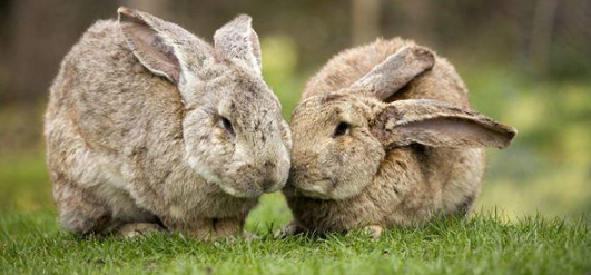 巨型花明兔多久可以生兔子