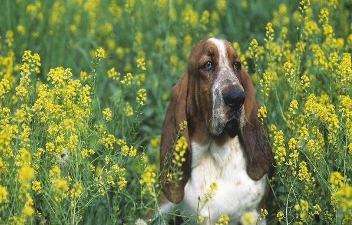 巴色特犬的寿命一般是多久 巴色特犬的寿命一般是多久