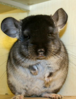 丝绒黑龙猫皮毛是什么颜色