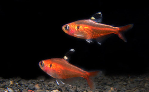 红裙鱼一条多少钱