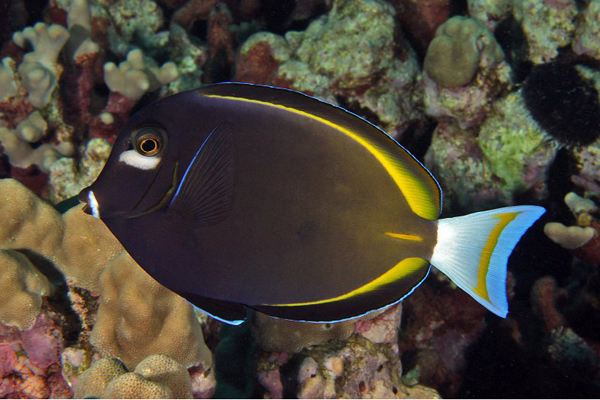 五彩吊吃什么最好