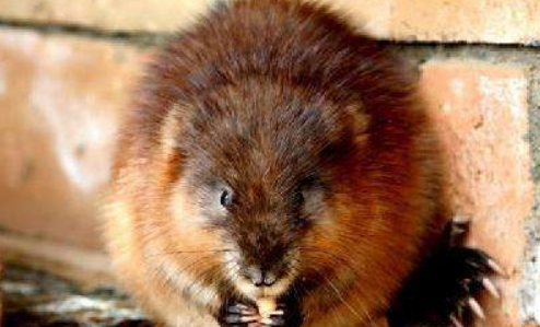 挑选扁鼠的注意事项