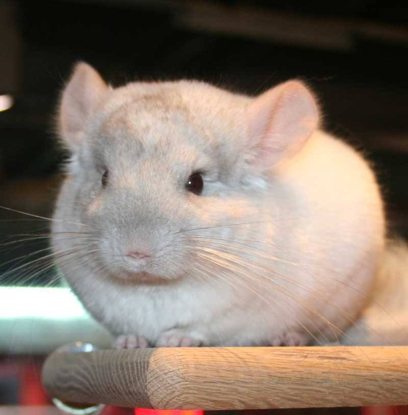 金斑龙猫的挑选技巧你知道吗