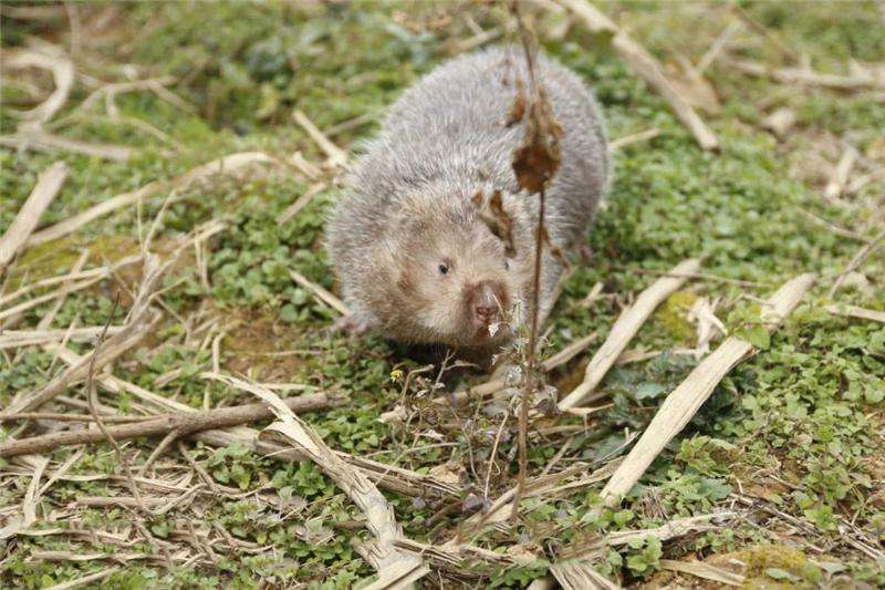 如何训练银星竹鼠