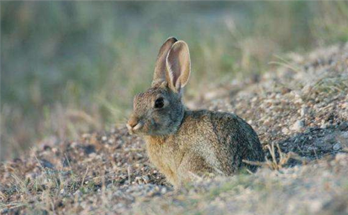 沙漠棉尾兔