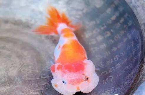 新手怎样养武汉猫狮 新手怎样养武汉猫狮