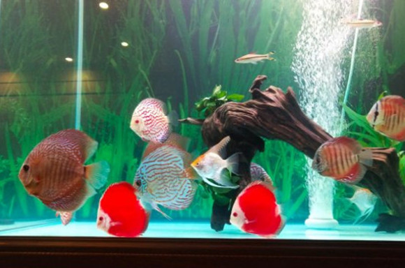 像荷兰凤凰,灯鱼等都是可以与七彩神仙鱼混养的,它们都是些性情温和的