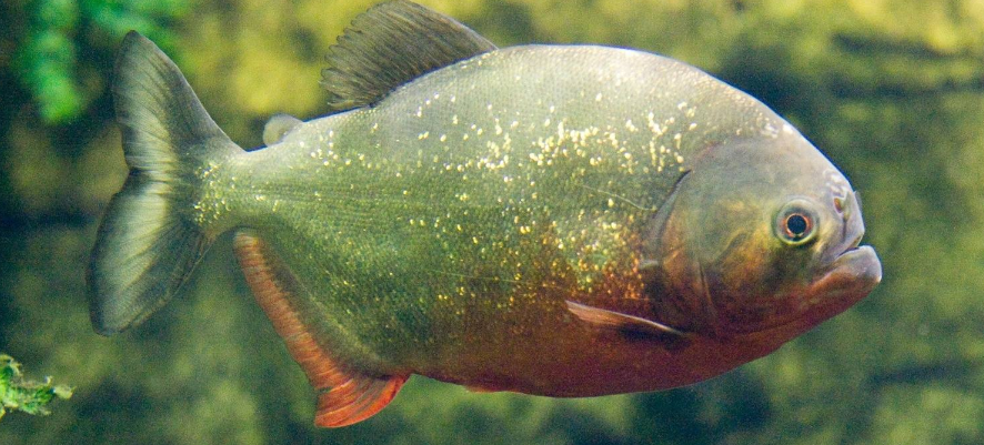 疯狂的它们会不顾一切地吃东西甚至跳出缸外,还有就是不可以直接用手