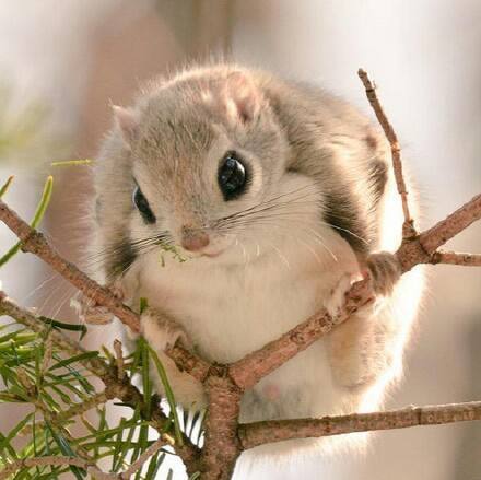 日本小鼯鼠好养吗