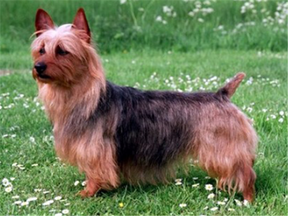 澳洲梗的外貌特征性格