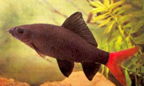 红尾黑鲨水温度多少最佳