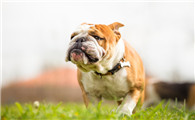 英国斗牛犬如何训练