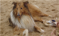 长须柯利牧羊犬哪种颜色好