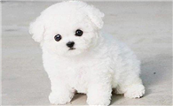 卷毛比熊犬饲养有什么注意点