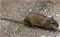 传疾病，毁庄稼的濒危“害鼠”——黑线鼠