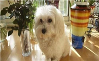 博洛尼亚比熊犬窝咳吃什么药最好