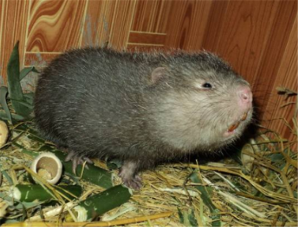 芒鼠咬人怎么办