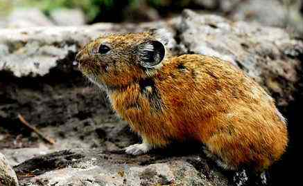 布氏田鼠好养吗