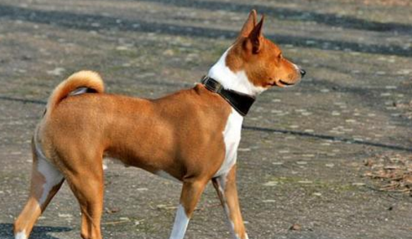 贝生吉犬攻击性很强吗