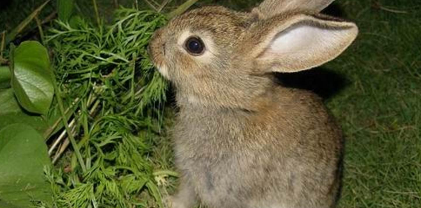 华南兔额部及头部等处的毛,基部棕灰,中部暗棕色