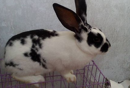 巨型格仔兔有什么特点