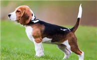 米格鲁猎犬生活习惯