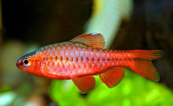 樱桃灯鱼好养吗-宠物网问答