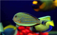 新手怎样养纹吊