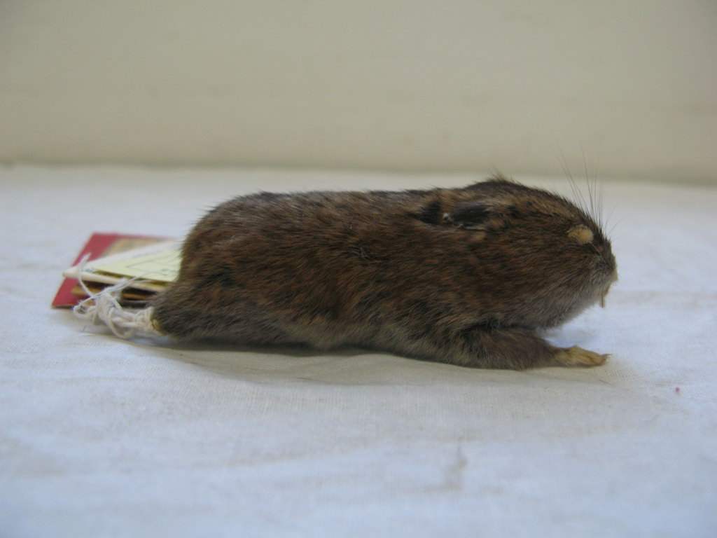 长尾仓鼠是什么颜色