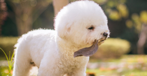 卷毛比熊犬一般能活多久