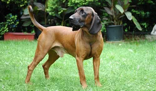 巴伐利亚山地犬有几种颜色