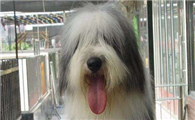 长须柯利牧羊犬有几种颜色