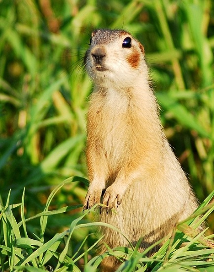 赤颊黄鼠是什么颜色
