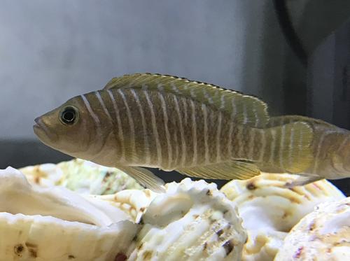 斑马贝吃什么最好 斑马贝吃什么最好