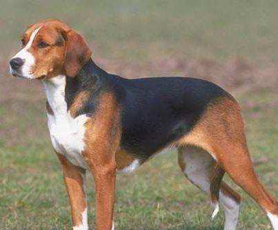 巴伐利亚山地犬需要怎么教