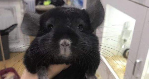 纯黑龙猫怎么养