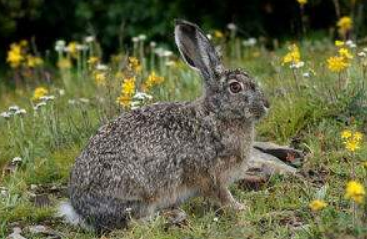 灰尾兔多久可以生兔子