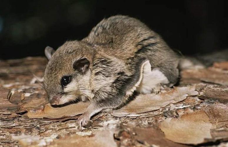 肥水不流外人田说的就是复齿鼯鼠