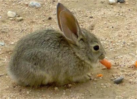 新英格兰棉尾兔怎么养